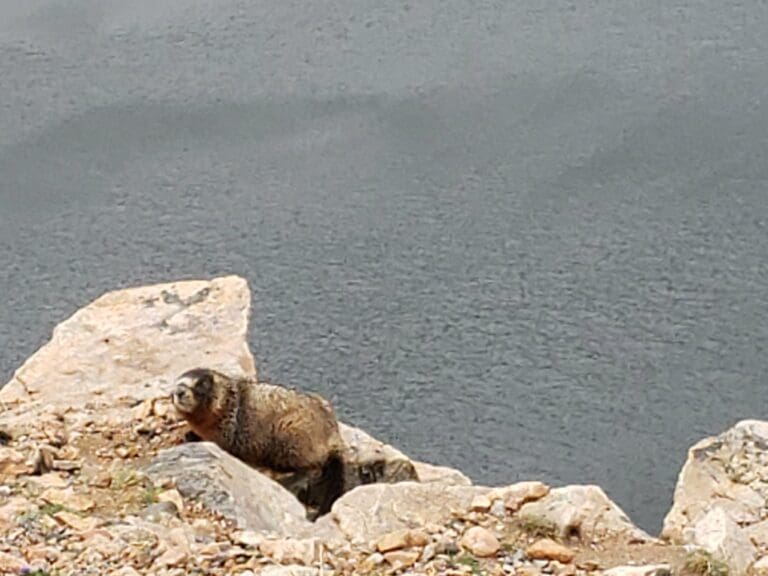 Groundhog on the rocks by a body of water reducing anxiety.