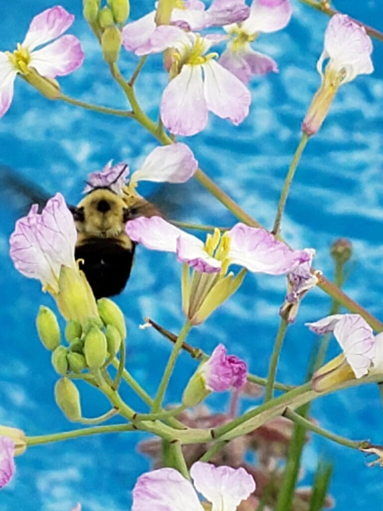 Reduce Stress Watching Bees Up Close