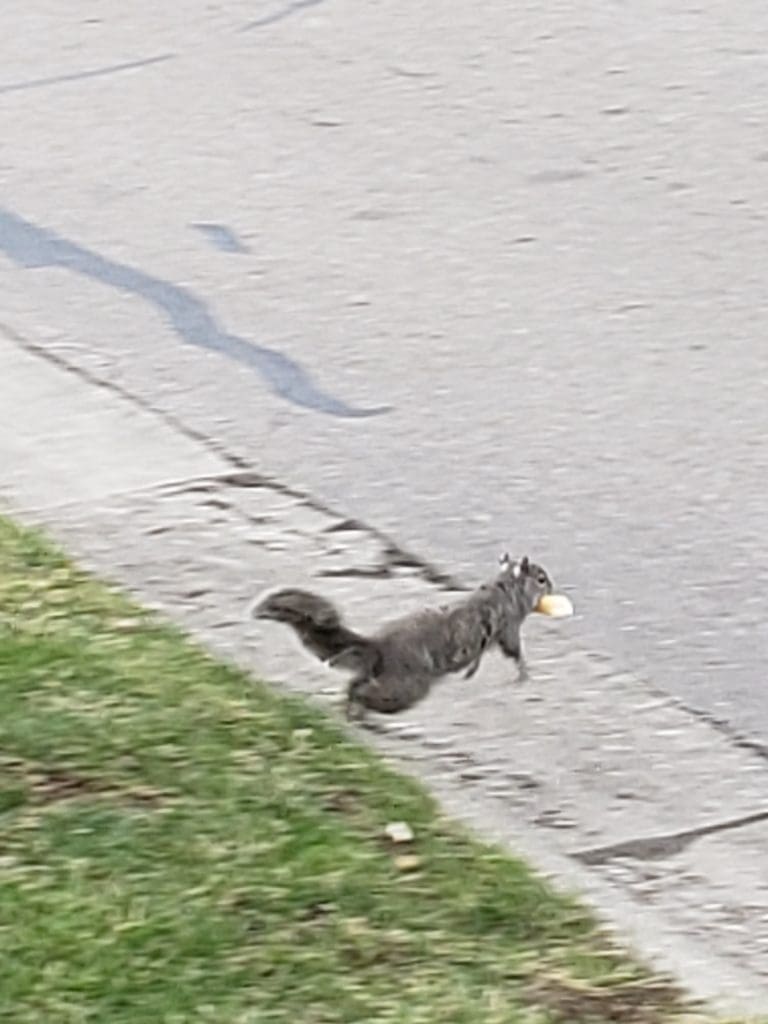 Anxiety squirrel jumping away.