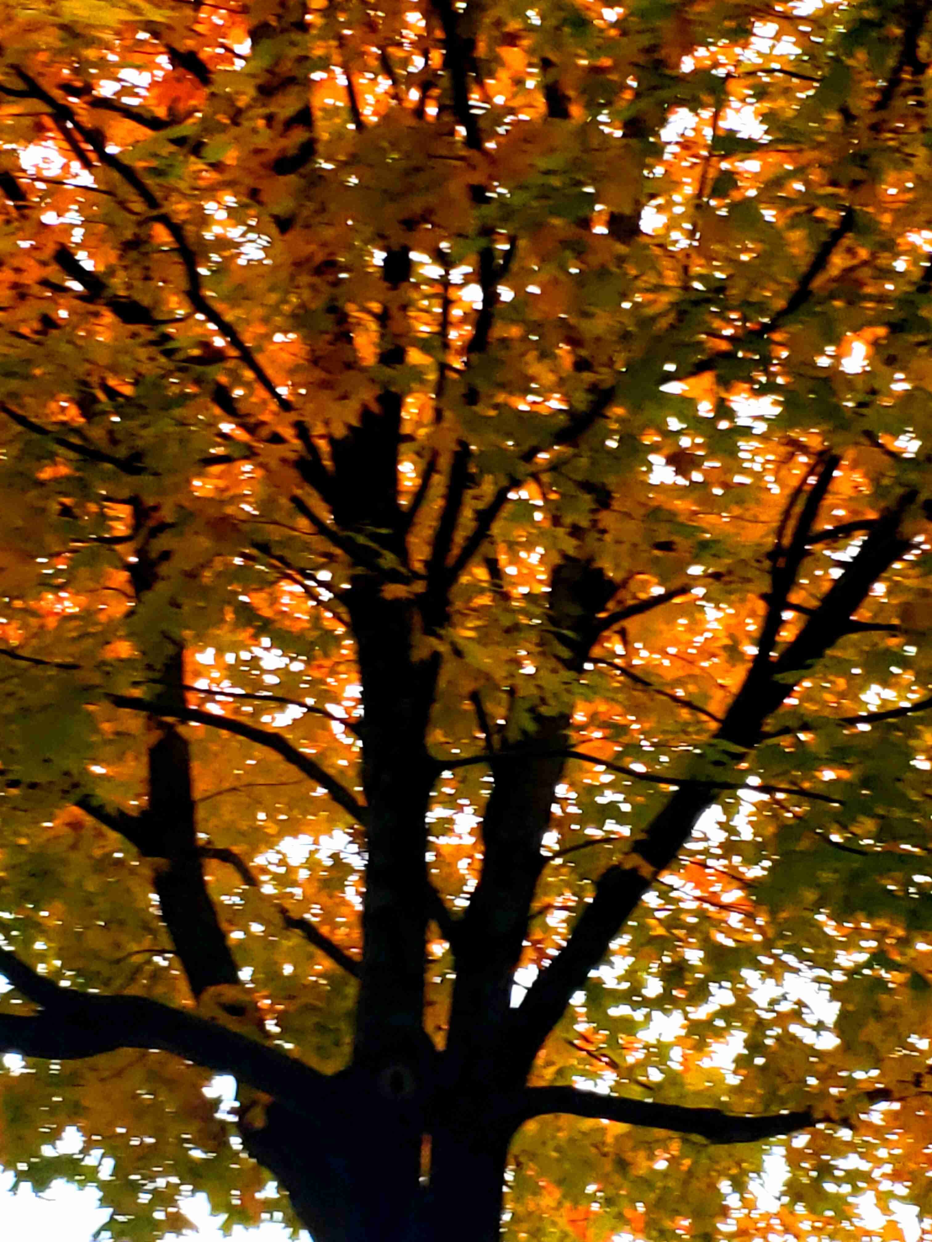 Complex PTSD Therapy Near Me