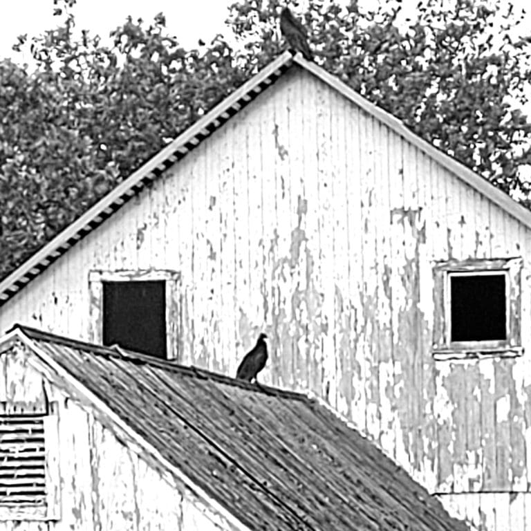 Vultures on a barn with broken windows and peeled paint.