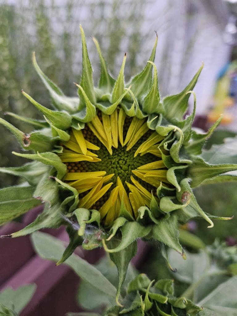 How Trauma Affects Relationships New Growth