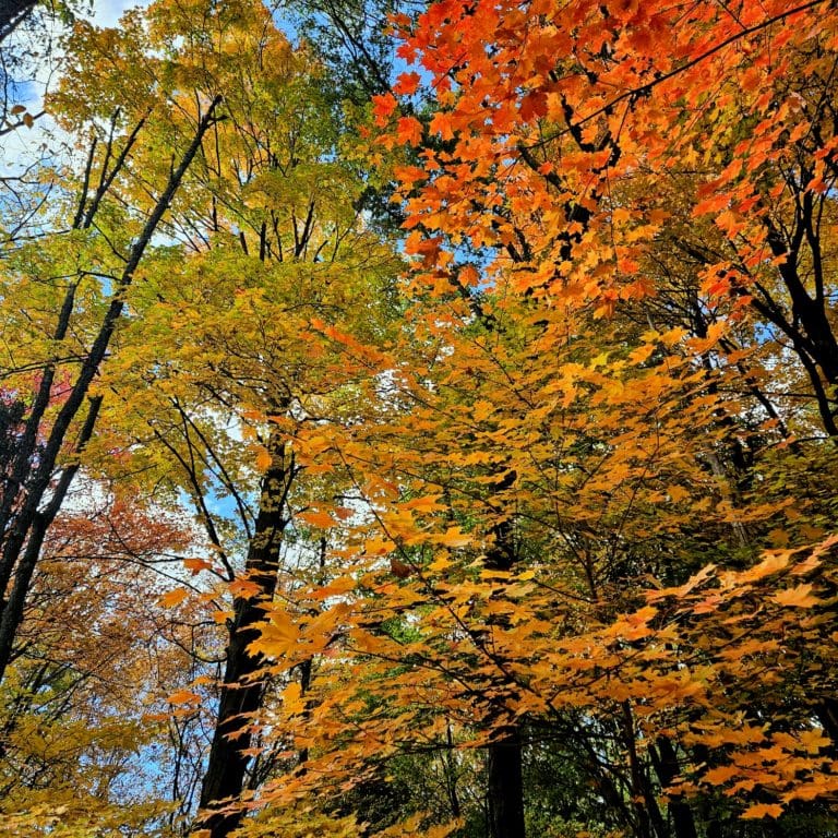 Mental Health Therapy in Columbus Ohio